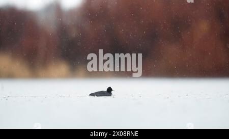 Gemeiner Kot auf einer verschneiten Seenoberfläche bei sanftem Schneefall mit weichem Hintergrund. Stockfoto