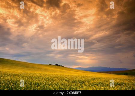 Ein atemberaubender blick auf die in voller Blüte erblühten Colza-Felder mit einem beeindruckend dramatischen Himmel über Guadalajara, Spanien, in dem die lebendigen Farben der Natur zu sehen sind Stockfoto