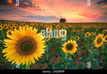 Ein atemberaubender Sonnenuntergang wirft warme Farbtöne über einem riesigen Sonnenblumenfeld mit einem einsamen Baum am Horizont in Guadalajara, Spanien Stockfoto