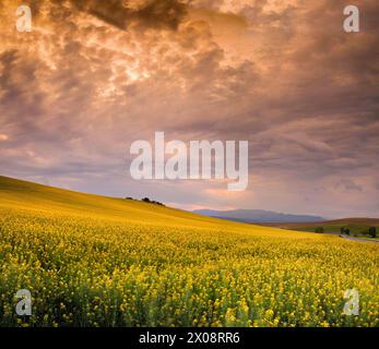Faszinierender Blick auf ein blühendes Rapsfeld unter einem atemberaubenden bewölkten Himmel, das die lebendigen Farben der Natur in Guadalajara, Spanien, zeigt Stockfoto