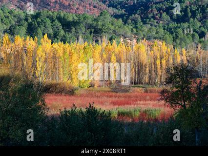 Lebhafte Herbstlandschaft mit Korbgewächsen und hoch aufragenden Pappelbäumen in Canamares, Cuenca, Spanien, mit Laub in saisonalen Farben Stockfoto