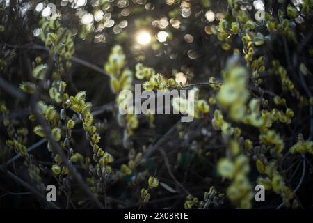 Weichfokus-Bild von Weidenkatzen, die im Frühjahr mit einem warmen, leuchtenden Bokeh-Hintergrund blühen. Stockfoto