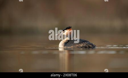 Ein Großkäppchen (Podiceps cristatus), auch bekannt als Somormujo lavanco, schwimmt während des G ruhig auf der glatten Oberfläche eines ruhigen Wasserkörpers Stockfoto