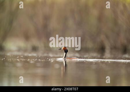 Ein großer Haubenvogel (Podiceps cristatus) schwingt anmutig auf der ruhigen Wasseroberfläche inmitten eines sanft verschwommenen Hintergrunds, was seine Besonderheit zum Ausdruck bringt Stockfoto