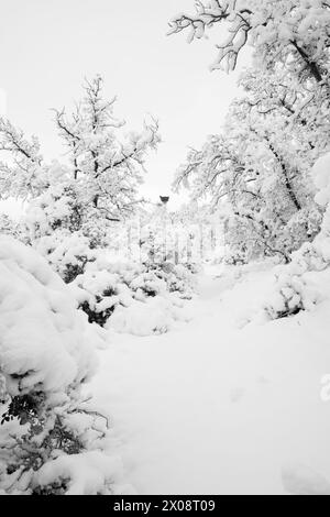 Mediterraner Wald unter dem Schnee von bosque mediterraneo bajo la nevada Stockfoto