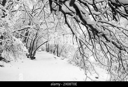 mediterraner Wald unter dem Schnee von bosque mediterraneo bajo la nevada Stockfoto