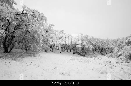 Mediterraner Wald unter dem Schnee von bosque mediterraneo bajo la nevada Stockfoto