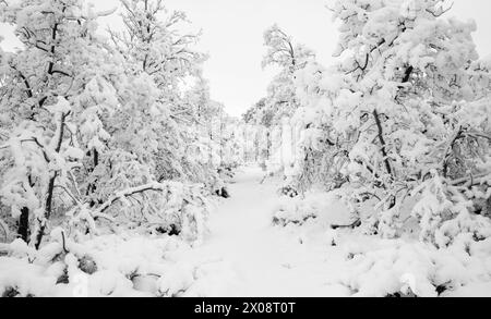 Mediterraner Wald unter dem Schnee von bosque mediterraneo bajo la nevada Stockfoto