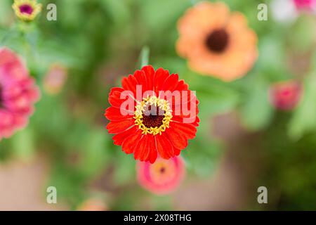 Eine atemberaubende Nahaufnahme einer hellroten Gerbera-Gänseblümchen mit weichen Gartenblumen im Hintergrund, die die lebhaften Farben des Sommers zeigen Stockfoto