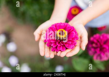 In einer intimen Geste bieten zarte anonyme Hände eine atemberaubende rosa Gerbera Gänseblümchen mit einem lebendigen Sommergarten, der sanft verschwimmt im Hintergrund Stockfoto