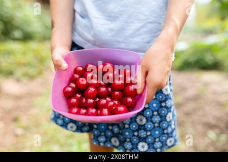 Ein anonymes kleines Kind hält stolz eine Schüssel mit leuchtenden roten Kirschen, die frisch geerntet wurden, und zeigt eine erfolgreiche Ernte aus einem Sommergarten Stockfoto