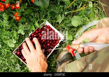 Die Hand einer Person wird gesehen, wie sie reife rote Kirschen pflückt, die in einen weißen Korb auf grünem Gras neben einem fließendem Wasserschlauch gelegt werden. Stockfoto