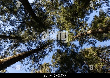 Sie blicken nach oben und genießen einen faszinierenden Blick auf die hohen Bäume, die sich in einem dichten Wald in Richtung des klaren blauen Himmels erstrecken Stockfoto