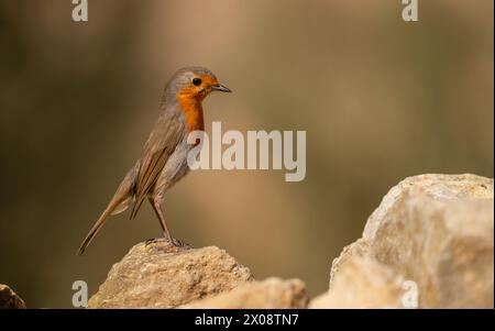 Nahaufnahme einer Blue Rock Thrush, die anmutig auf einer Felsformation thront. Stockfoto