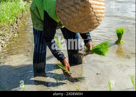 Ein nicht wiedererkennbarer balinesischer Bauer in traditioneller Kleidung pflanzt Reissämlinge auf dem feuchten, matschigen Gelände eines malerischen Reisfeldes in Bali, Indonesien. Stockfoto