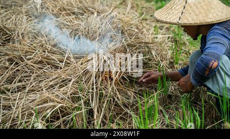 Ein balinesischer Bauer mit Strohhut verbrennt Stoppeln auf einem Reisfeld, um den Boden für die nächste Anpflanzung vorzubereiten Stockfoto
