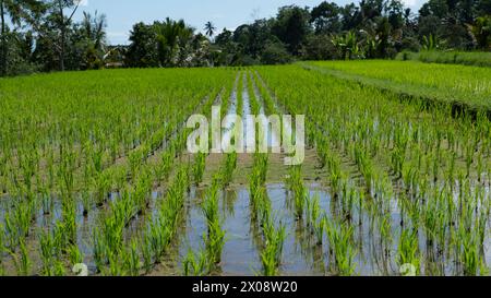 Lebendige grüne Reisfelder, die unter der tropischen Sonne mit Wasser überflutet werden, zeigen die traditionelle Landwirtschaft in Bali Stockfoto