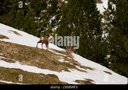 Eine Bergziege überblickt die Umgebung von einem schneebedeckten Hang mit Kiefern im Hintergrund im Nationalpark Ordesa, Spanien. Stockfoto