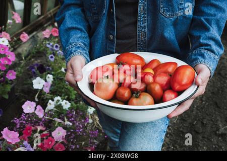 Die zugeschnittene, nicht erkennbare Person hält eine Schüssel frisch gepflückter reifer Tomaten in einem üppigen Garten Stockfoto