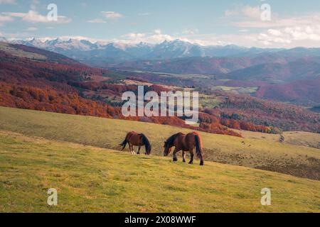 Zwei Pferde grasen zufrieden auf den hohen Wiesen mit den farbenfrohen Wandteppichen des Irati-Waldes und der fernen Pyrenäen im Herbst als atemberaubender Hintergrund Stockfoto