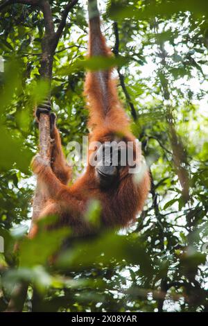 Ein fesselndes Foto eines wilden Orang-Utans, der an einem Baum in der üppigen Landschaft Indonesiens hängt und die natürliche Tierwelt zeigt Stockfoto