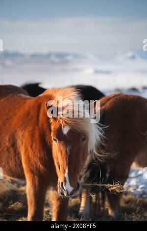 Ein wunderschönes isländisches Pferd mit einer blonden Mähne ernährt sich im goldenen Licht eines Winternachmittags vor der Kulisse weit entfernter schneebedeckter Berge Stockfoto