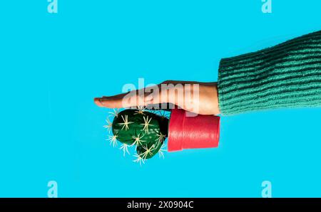 Der Arm einer Person in einem grünen Pullover balanciert einen Topfkaktus auf der Hand auf einem blauen Hintergrund und erzeugt einen optisch auffälligen Kontrast. Stockfoto