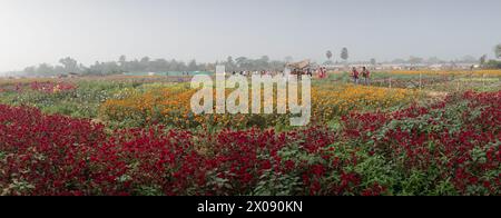 Khirai, Westbengalen, Indien - 23.01.23 : Panorama der Besucher im weiten Feld der gefiederten Cockscomb Blume, Celosia argentea var, im Tal der Blumen. Stockfoto