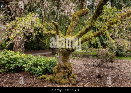 WA25147-00...WASHINGTON - ein alter Kirschbaum in Blüte im Washington Park Arboretum in Seattle. Stockfoto