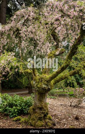 WA25148-00...WASHINGTON - ein alter Kirschbaum in Blüte im Washington Park Arboretum in Seattle. Stockfoto