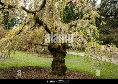 WA25149-00...WASHINGTON - Kirschbaum in Blüte im Washington Park Arboretum in Seattle. Stockfoto