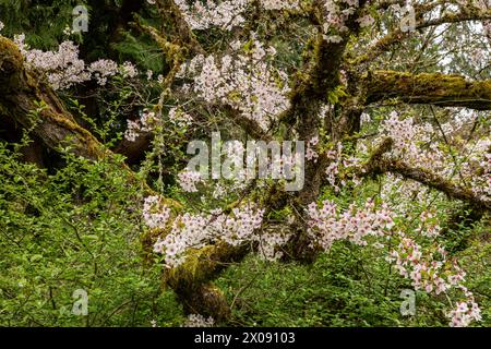 WA25150-00...WASHINGTON - Moos bewachsener Kirschbaum in Blüte im Washington Park Arboretum in Seattle. Stockfoto