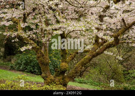 WA25152-00...WASHINGTON - Kirschblüte, Frühling im Washington Park Arboretum in Seattle. Stockfoto