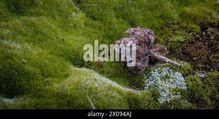 Aus nächster Nähe sehen Sie moosbedeckten Boden mit einer Ansammlung von kleinen Felsen, Zweigen und einer Samenkapsel. Das leuchtend grüne Moos sorgt für eine üppige Textur. Stockfoto