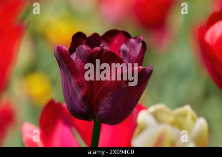 Schöne dunkelrote Tulpenblume in Nahaufnahme Stockfoto
