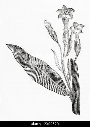 1814, 19. Jahrhundert botanischer Stich / Illustration der Tabakpflanze (Nicotiana tabacum) - verwendet als Heilpflanze. Siehe Hinweise. Stockfoto