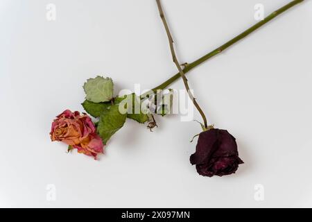 Getrocknete, verwelkte Rosen auf weißem Hintergrund. Die verdorbenen Blüten und gedämpften Farben erwecken ein Gefühl verblasster Liebe und Verlust, die in einem Retro-Stall festgehalten werden Stockfoto