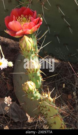 Rote Wildblumen blühen auf grünen Kakteen im Zion National Park, Utah Stockfoto