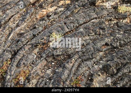 Lavafarbe entlang des North Crater Flow Trail im Craters of the Moon National Monument and Preserve, Idaho Stockfoto