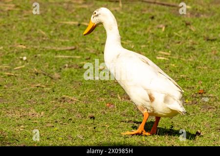 Die indische Running Ente ist in Bewegung Stockfoto