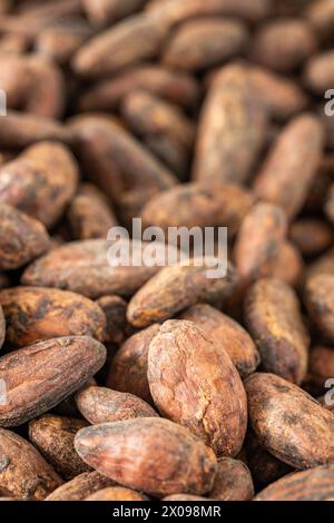 Trockene Kakaosamen. Bio gesunde Bio-Lebensmittel, Konzept, Kakaopreise, hoher Gehalt an Magnesium und Theobromin, Lebensmittelindustrie für die Herstellung von Schokolade, d Stockfoto