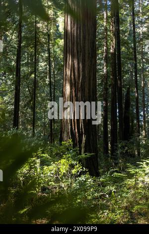 Ein großer Baum in einem Wald mit Sonnenlicht, das durch die Blätter scheint. Der Baum ist von anderen Bäumen und Pflanzen umgeben und schafft so eine üppige und lebendige Umgebung Stockfoto