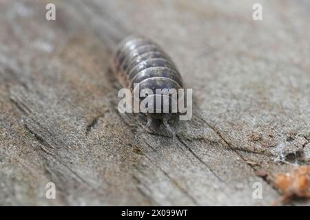 Detaillierte Nahaufnahme eines gemeinen grauen Pillen-Käfers, Armadillidium vulgare, der auf Holz sitzt Stockfoto