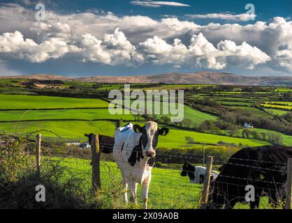 Kuh auf dem Feld mit Preseli-Hügeln und Wolken im Hintergrund, Wales. Stockfoto