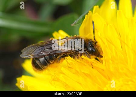 Natürliche Nahaufnahme auf einer seltenen weiblichen Katsar-Bergbaubiene, Andrena humilis, die in einer gelben Löwenzahnblume sitzt, Taraxacum officinale Stockfoto