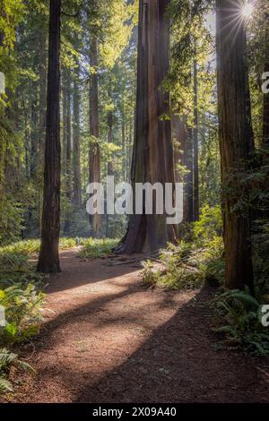 Ein Pfad in einem Wald mit einem großen Baum in der Mitte. Die Sonne scheint durch die Bäume und schafft eine warme und einladende Atmosphäre Stockfoto