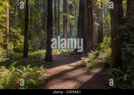 Ein Waldweg mit einem großen Baum in der Mitte. Die Sonne scheint durch die Bäume und schafft eine warme und einladende Atmosphäre Stockfoto