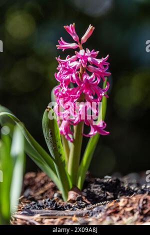 Eine rosa Blume mit grünen Blättern ist in einem Topf. Die Blume ist der Hauptfokus des Bildes, und die grünen Blätter bilden einen Kontrast zur rosa Farbe. Konz Stockfoto