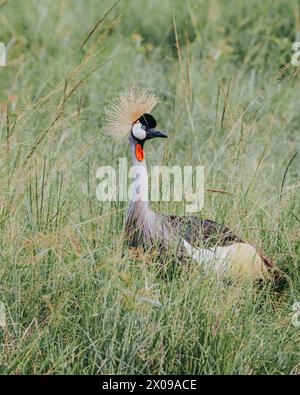 Ugandischer Haubenkran im Mauro-Nationalpark, Nationalvogel von Uganda, Afrika Stockfoto