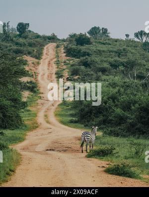 Plain Zebras, die die Straße überqueren - Mburo National Park, Uganda Stockfoto